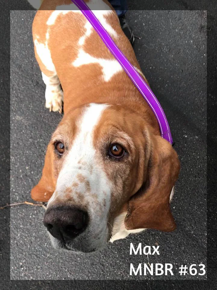 Max #63 Adopted.jpg