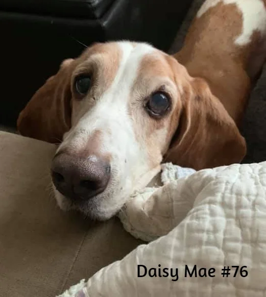 Daisy Mae #76 Adopted.jpg