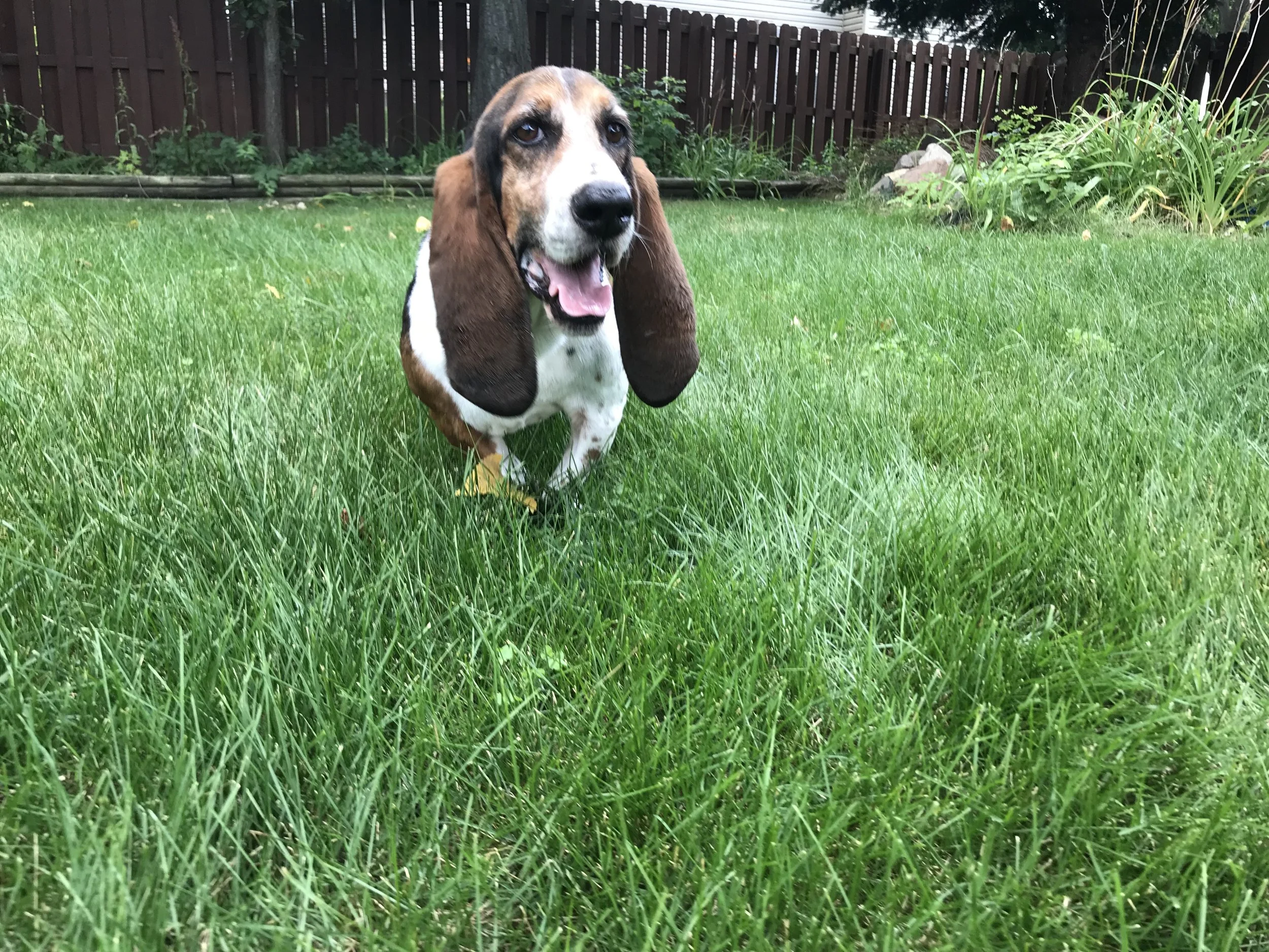 basset adoption