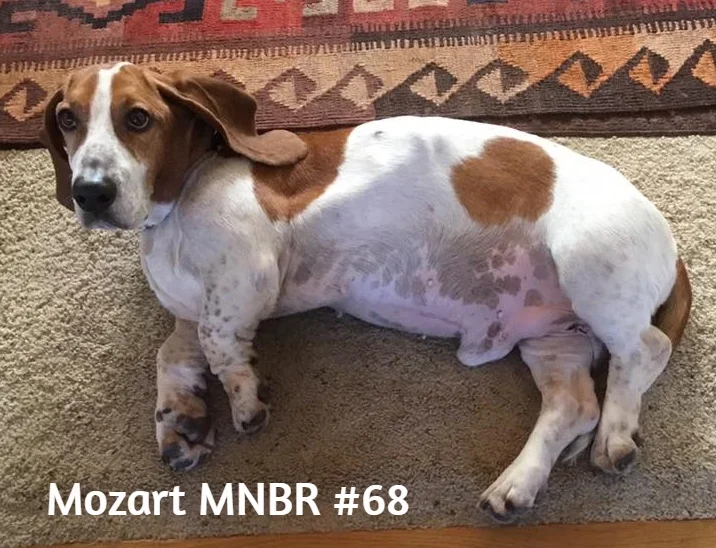 Mozart #68 Adopted.jpg