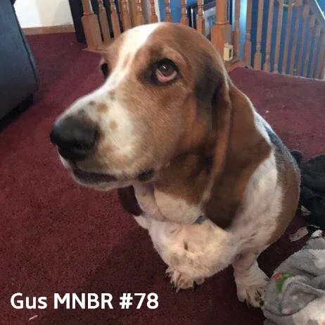 Gus #78 adopted.jpg