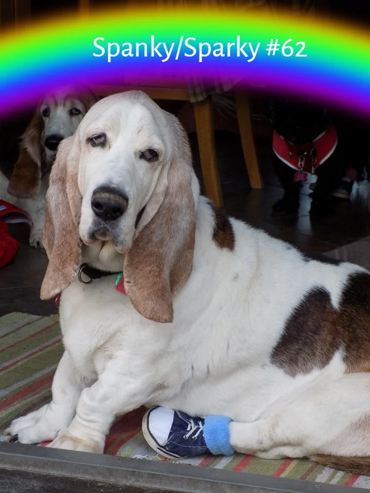 Spanky Rainbow Bridge.jpg