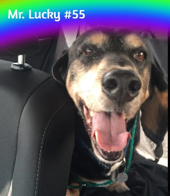 Mr Lucky #55 Bridge.jpg