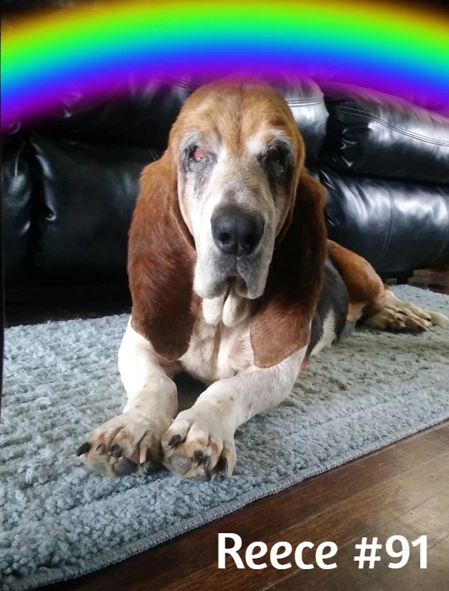 Reece #91 Rainbow Brige.jpg
