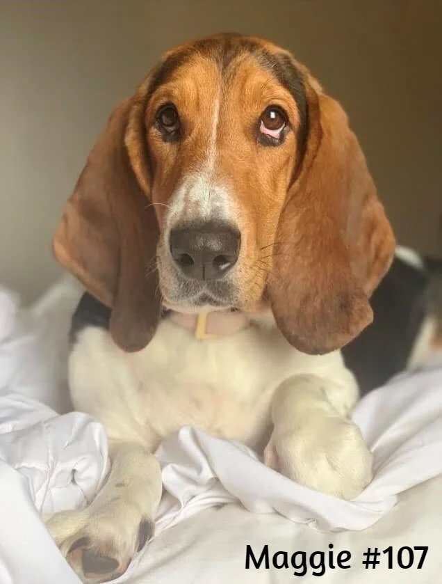 Maggie #107 Adopted.jpg