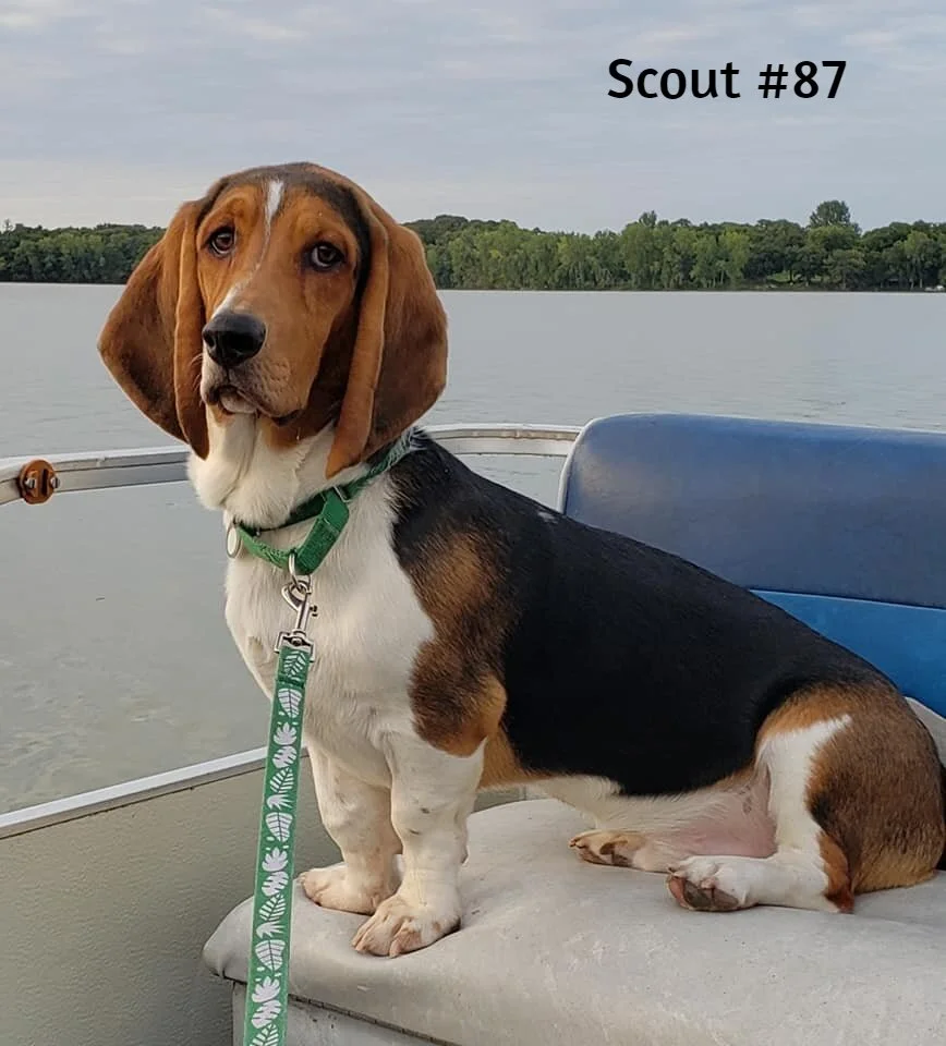 Scout #87 Adopted.jpg
