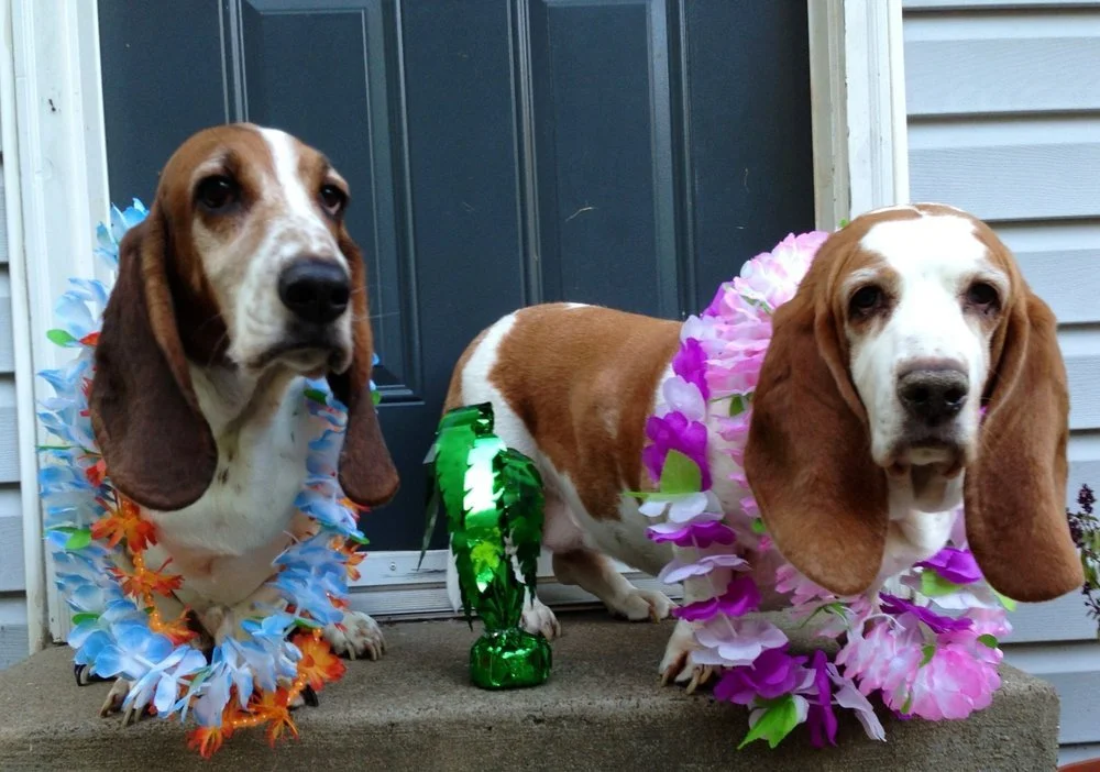 Dog Days Luau