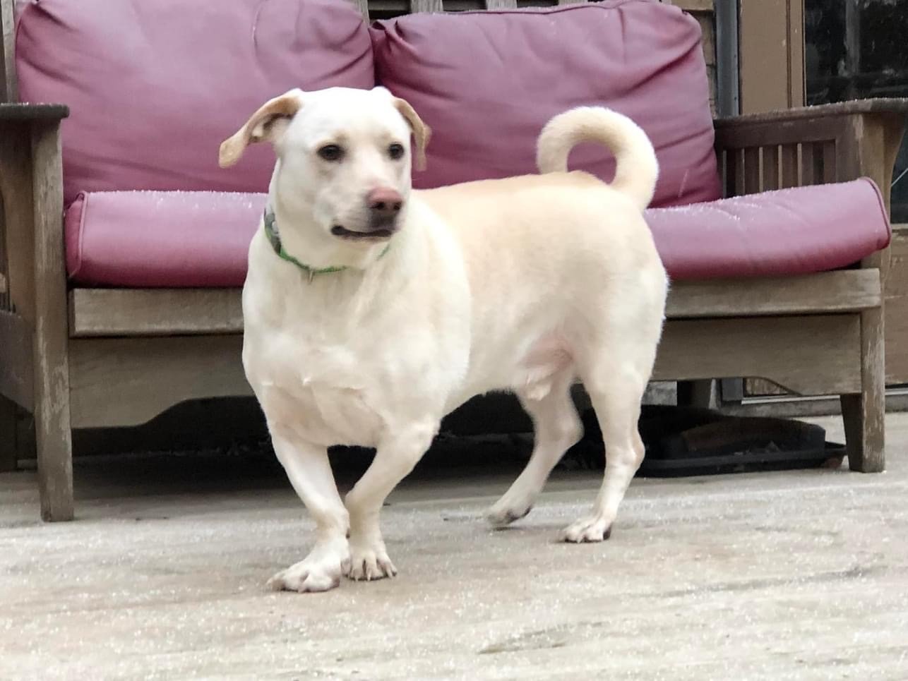 Snuffle Mat (Canine Enrichment) — Minnesota Basset Rescue
