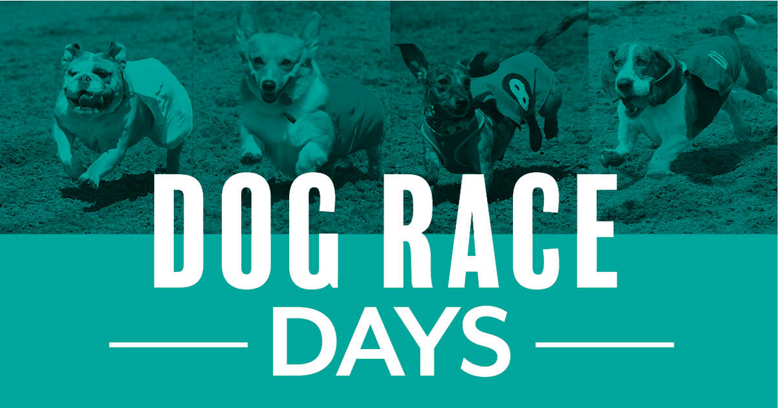 Basset Races at Canterbury