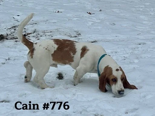 Cain776.JPG