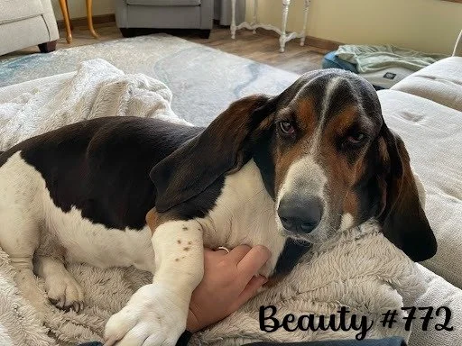 Beauty772.JPG