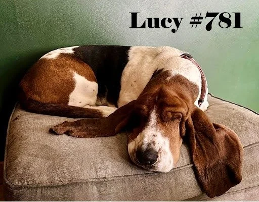 Lucy781.JPG