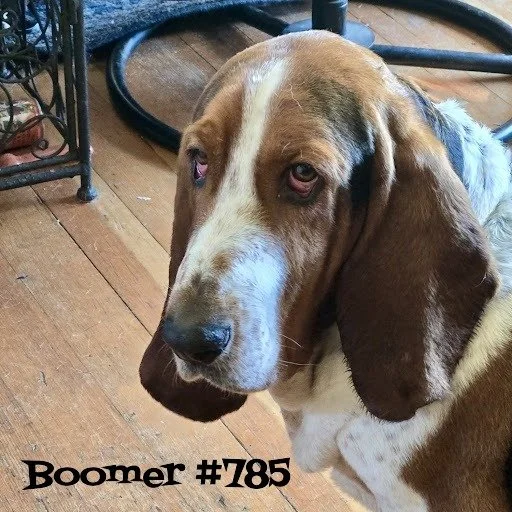 Boomer785.JPG