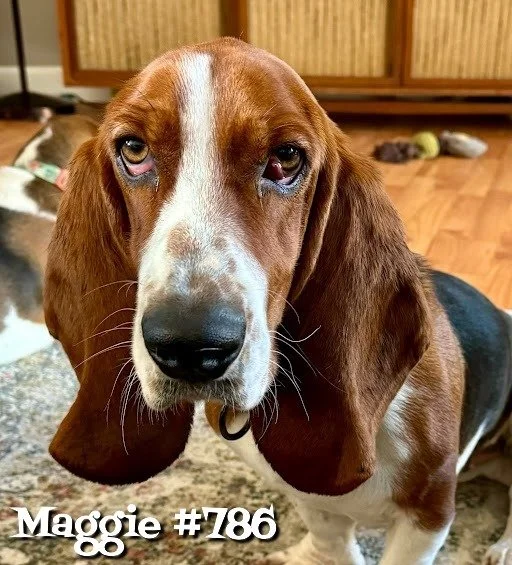 Maggie786.JPG