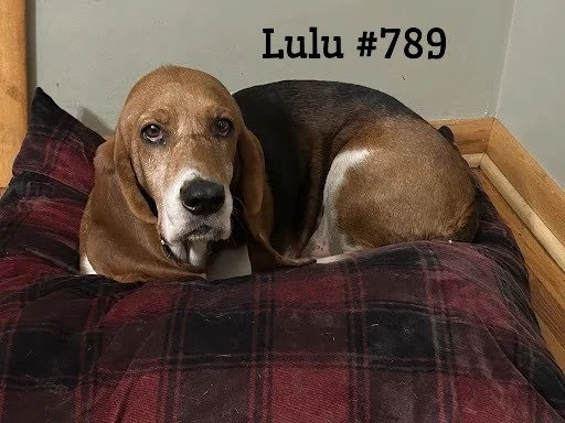 Lulu789.JPG