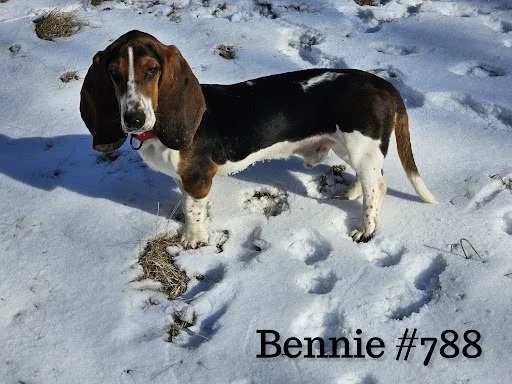 Bennie788.JPG