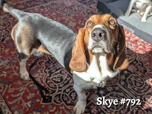 Skye792.JPG