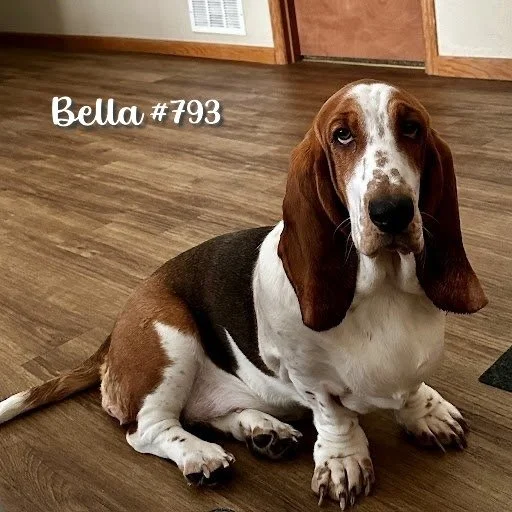 Bella793.JPG