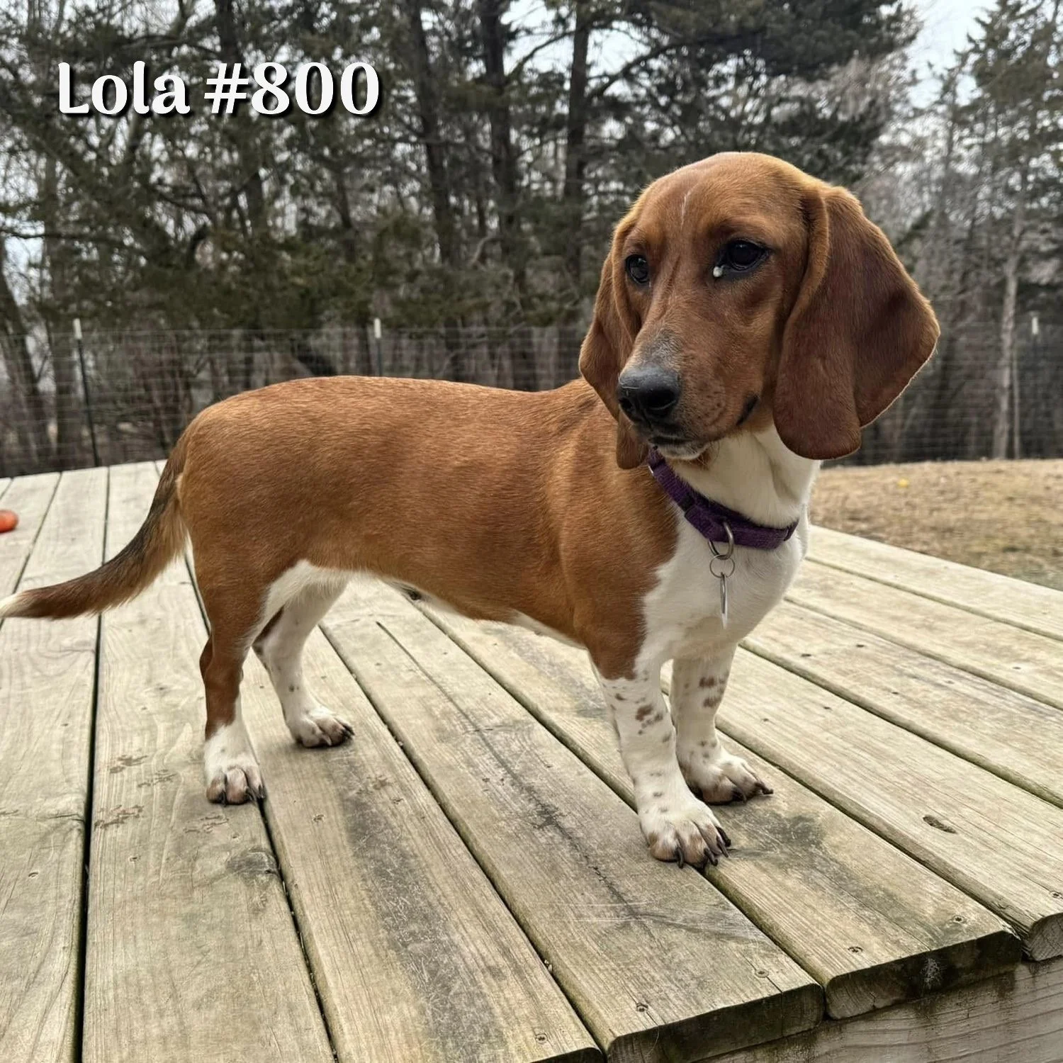 Lola800.JPG