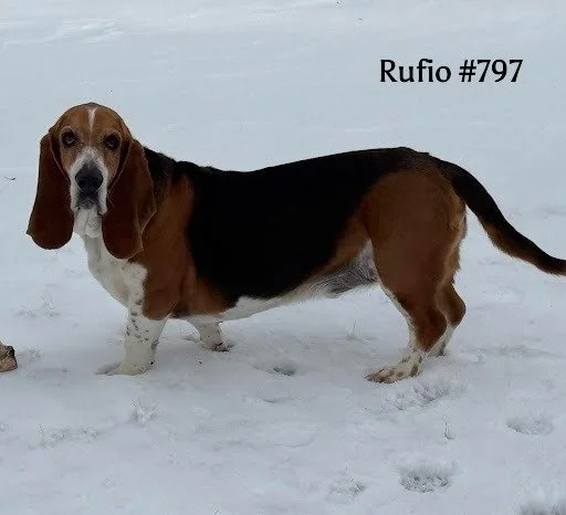 Rufio797.JPG