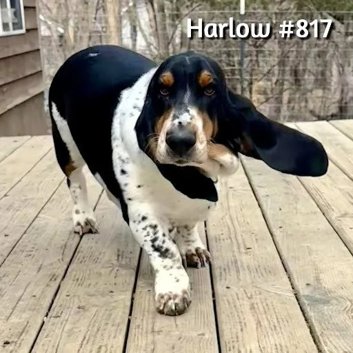 817Harlow.JPG