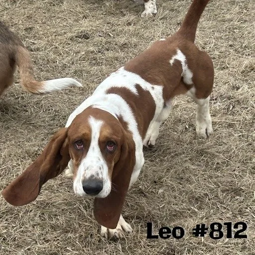 812Leo.JPG