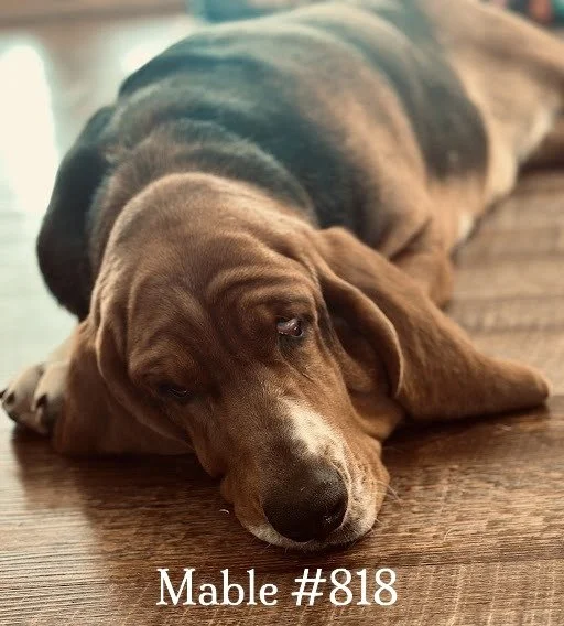 818Mable.JPG