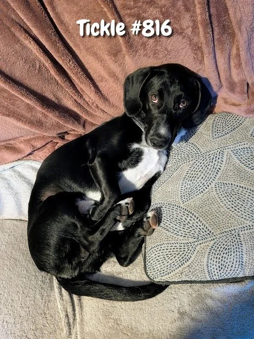 816Tickle.JPG