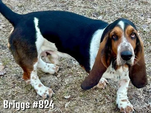 824Briggs.JPG