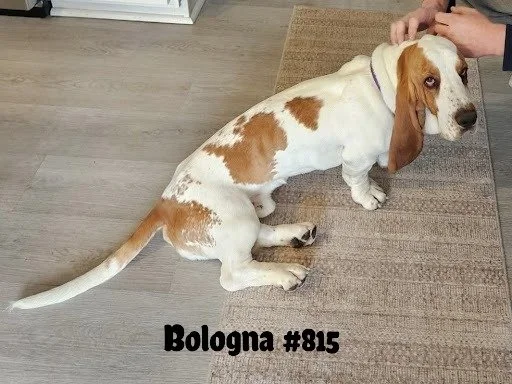 815Bologna.JPG
