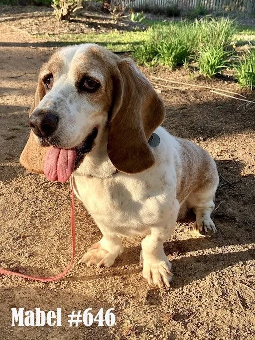 646Mabel.JPG