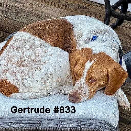 833Gertrude.JPG