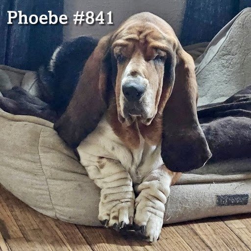 841Phoebe.JPG