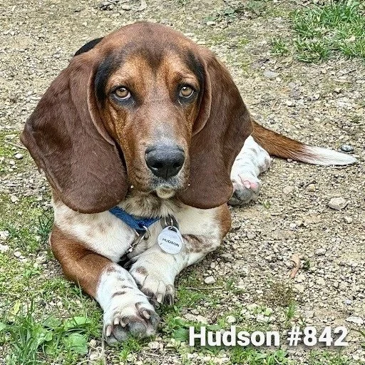 842Hudson.JPG