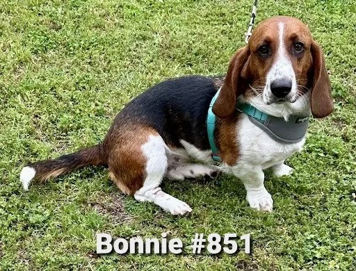 851Bonnie.JPG