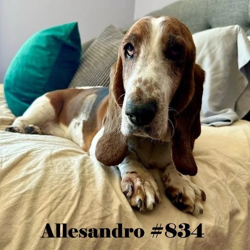 834Allesandro.JPG