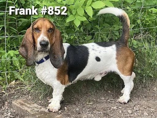 852Frank.JPG
