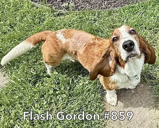 859FlashGordon.JPG