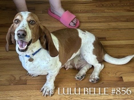 856LuluBelle.JPG