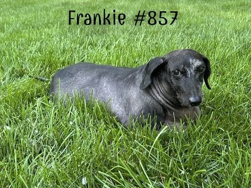 857Frankie.JPG