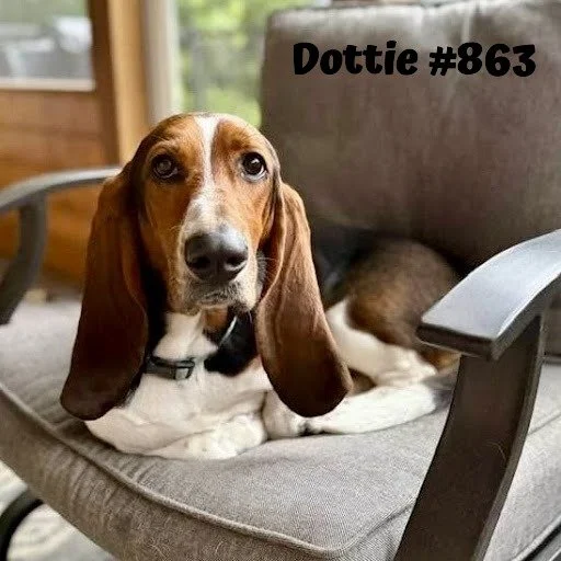 863Dottie.JPG