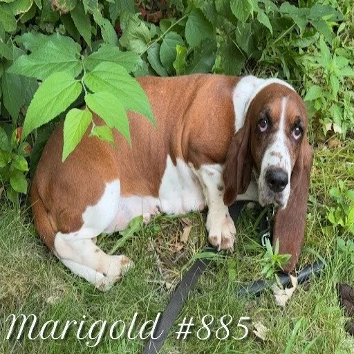 885Marigold.JPG