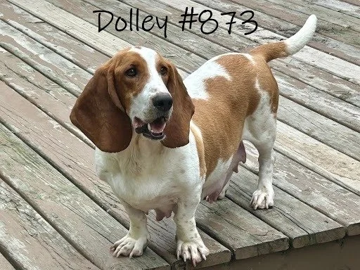 873Dolley.JPG