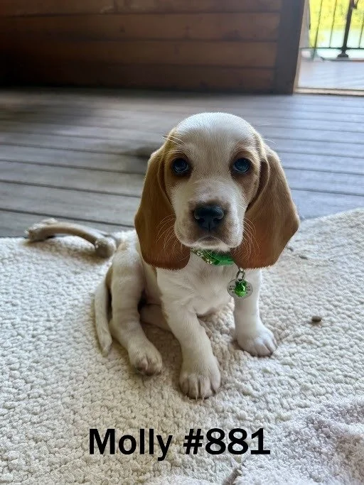 881Molly.JPG