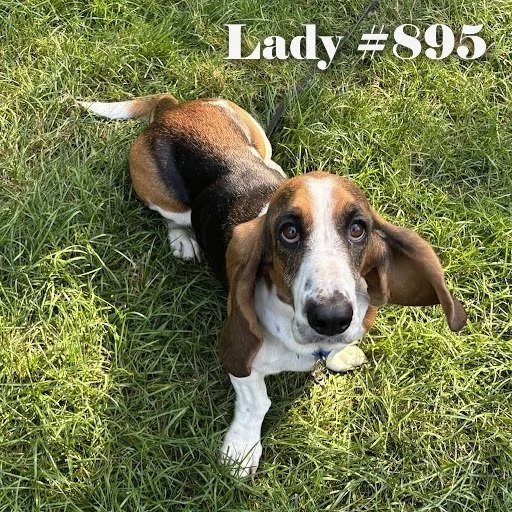 895Lady.jpg