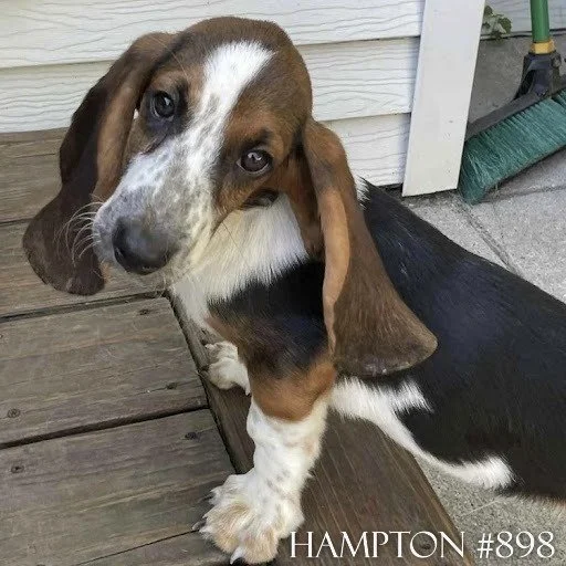 898Hampton.JPG