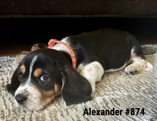 874Alexander.JPG