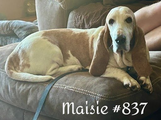 837Maisie.JPG