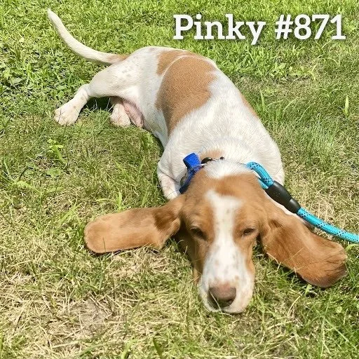 871Pinky.JPG
