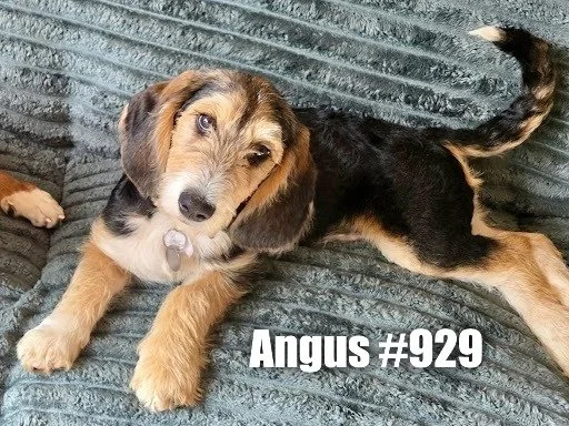 929Angus.JPG